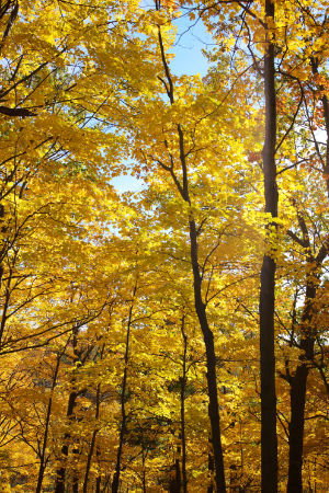 View of toronto forest in October