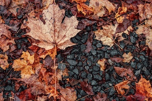 A shot of autumn leaves on rocks