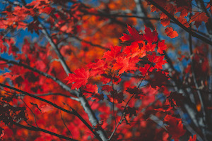 Maple leaves in Autumn