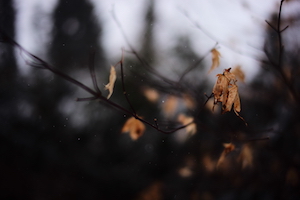 dried leaves in the snow of my backyard