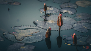 Lotus in the lake of a park in Shenzhen