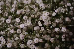 A closer look at a bouquet of flowers