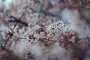 Sakura in front of Japanese culture center